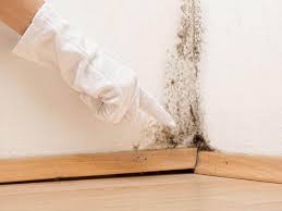 Best Emergency Mold Remediation  in Morrisville, NY